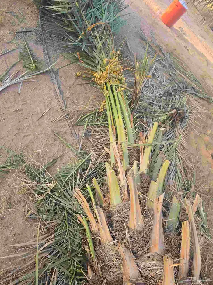 متوفر جميع انواع النخيل 7