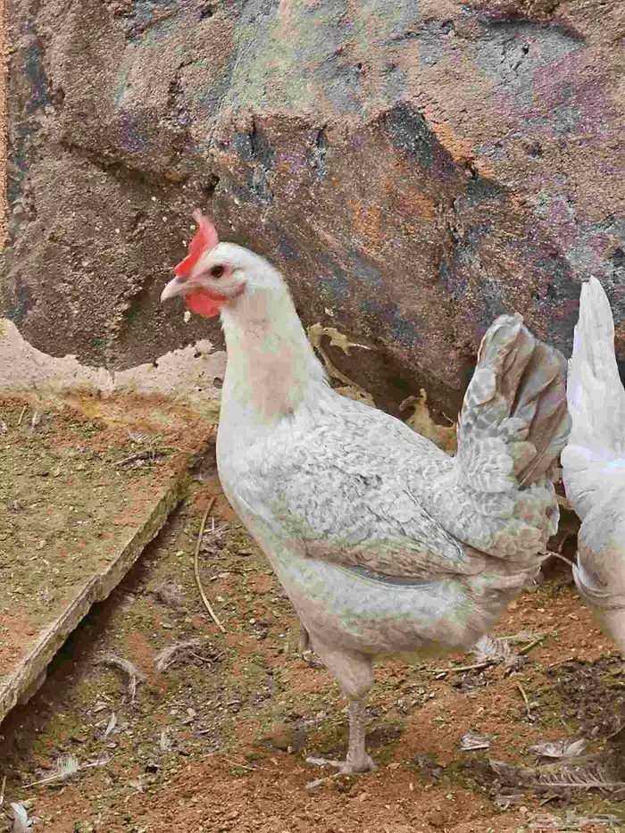 للبيع طقم دجاج فيومي 4