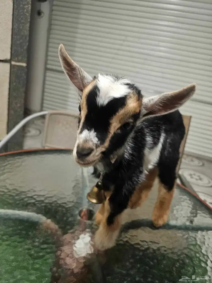 ماعز قزم ذكر تبوك على السوم العمر شهرين 0