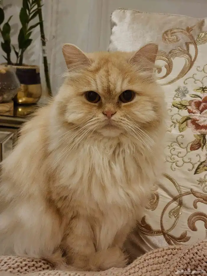 قطة شيرازية للتبني 0