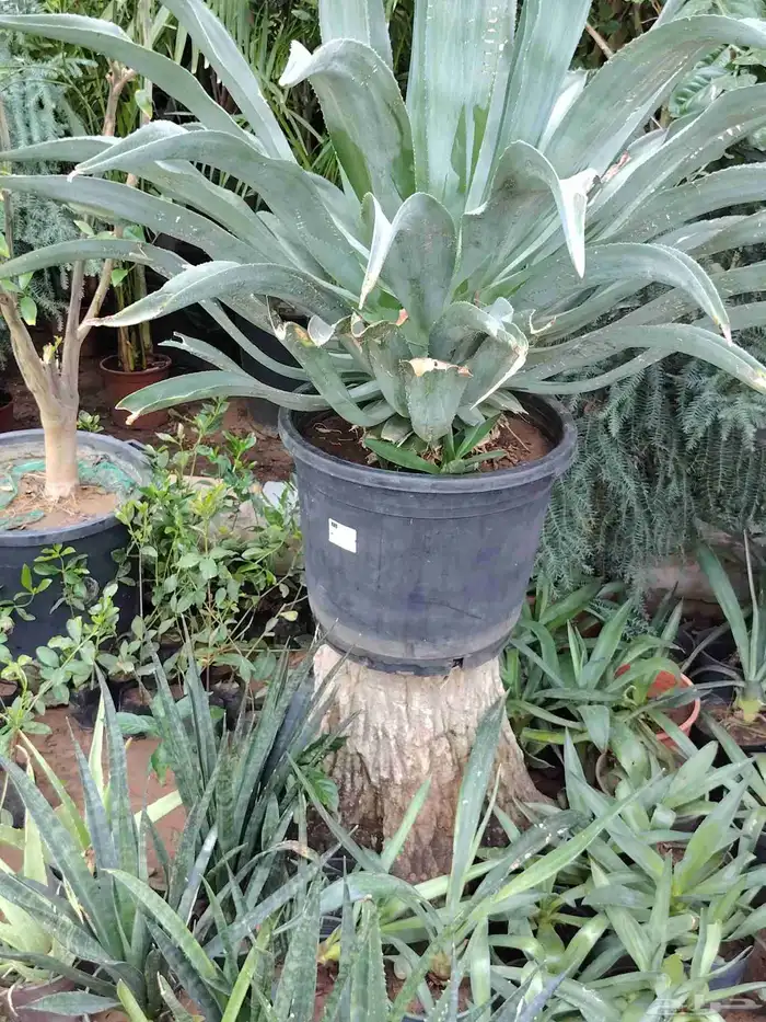 مشتل الحياه الطبعيه نبتات دخلي وخرجي 9