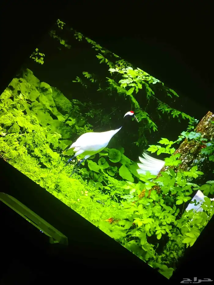 بروجكتر ابسون ليزر 4