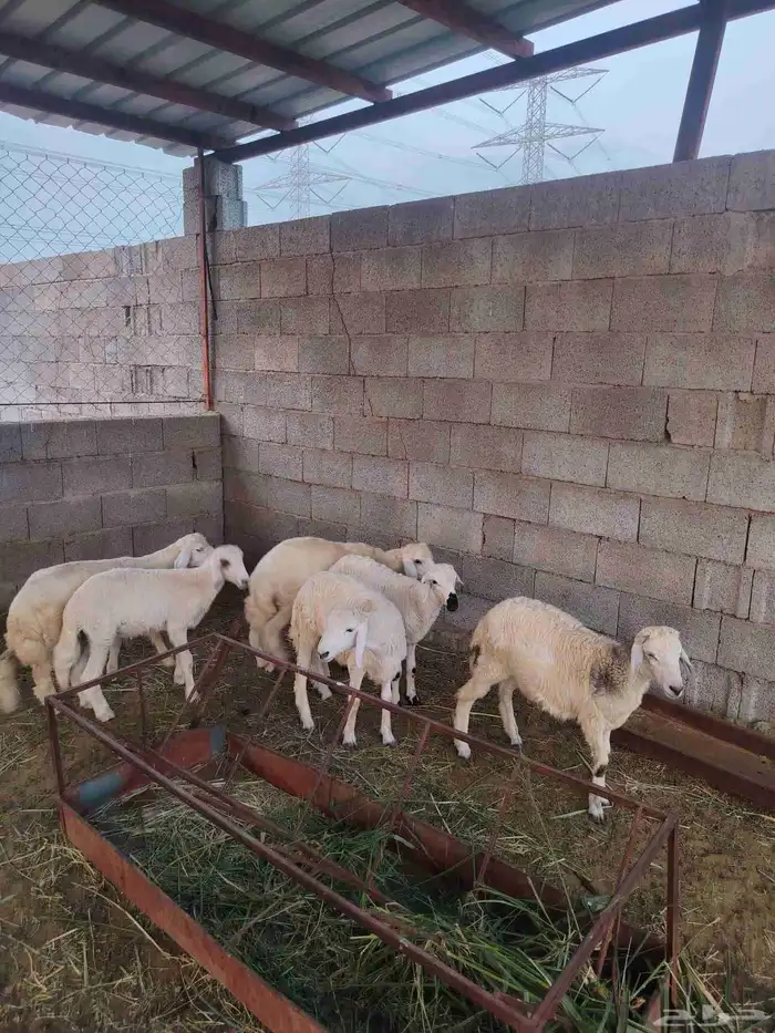 سته خرفان حري 1