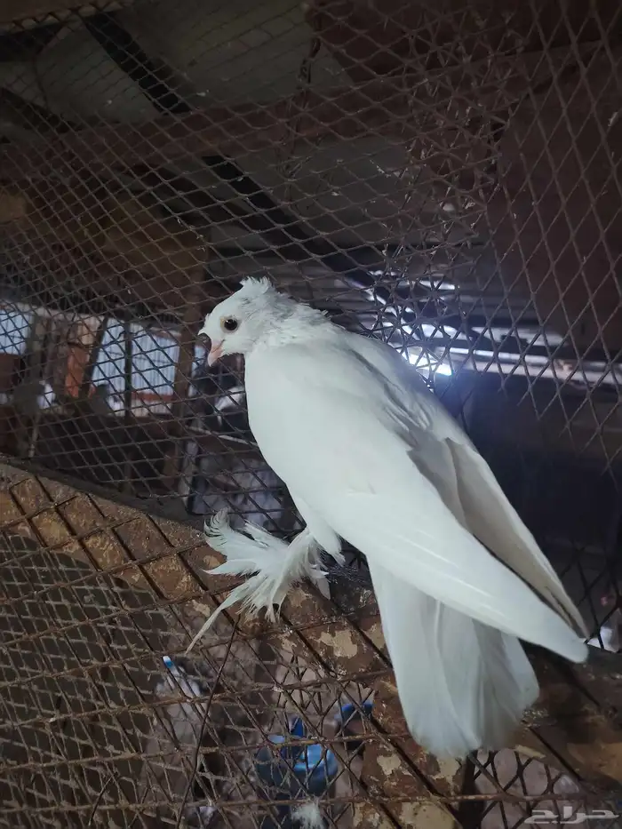 للبيع حمام شماعي باكستاني _ لاحم _ زاجل _ لونق 6