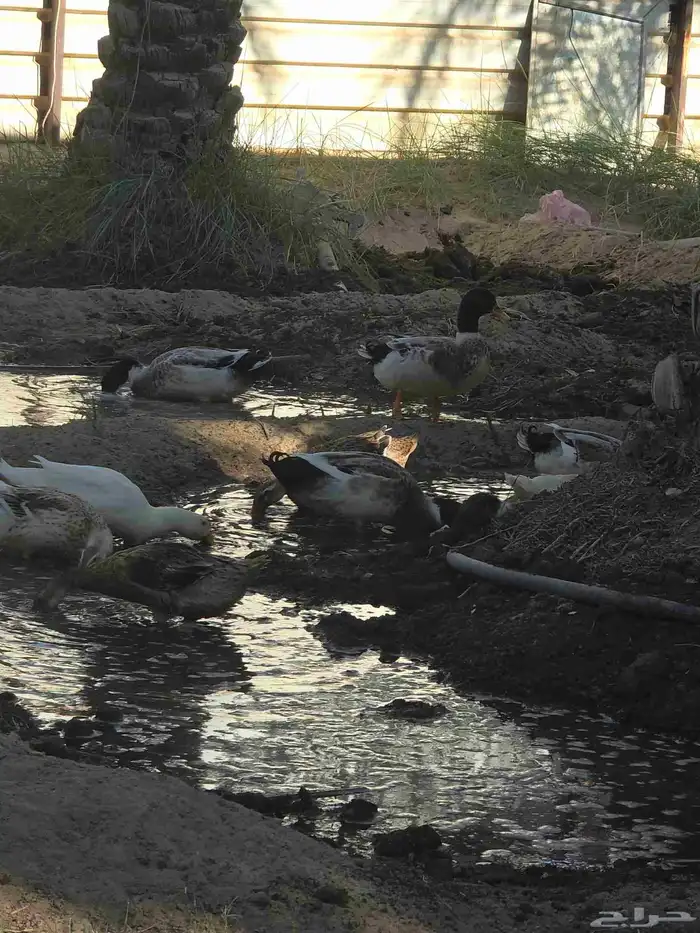 بط كبير للبيع . الموقع السحيميه قرب قرية الشعبه الحبه ب 50 2