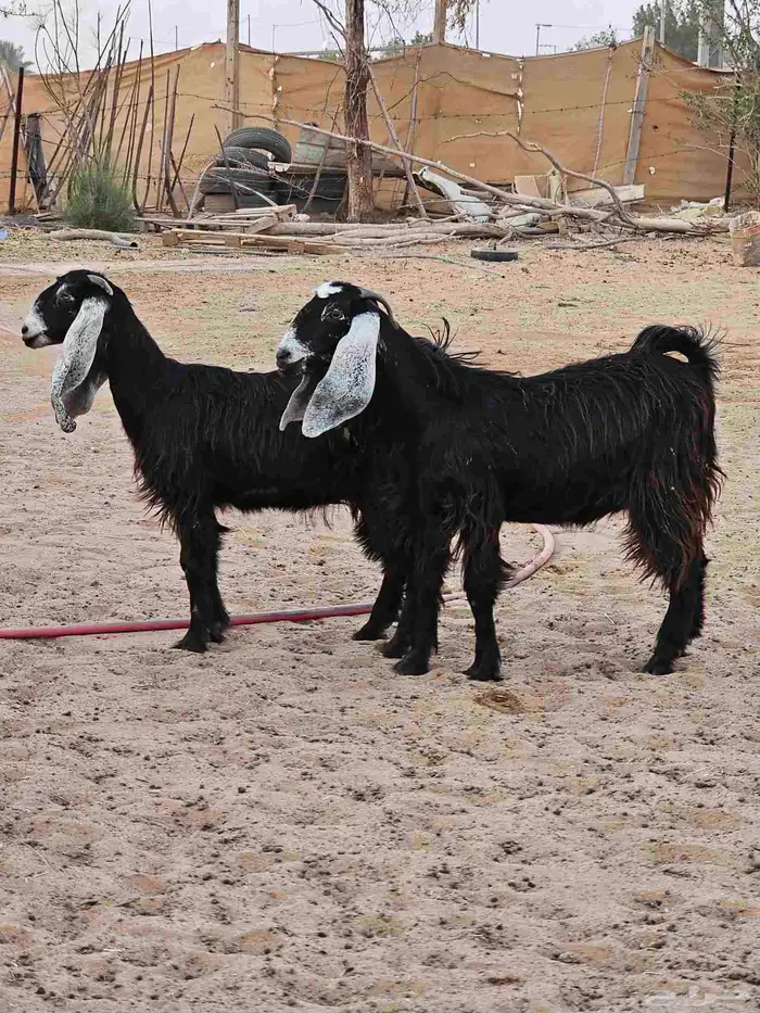 جفرات جذعات 10 شهورر 0