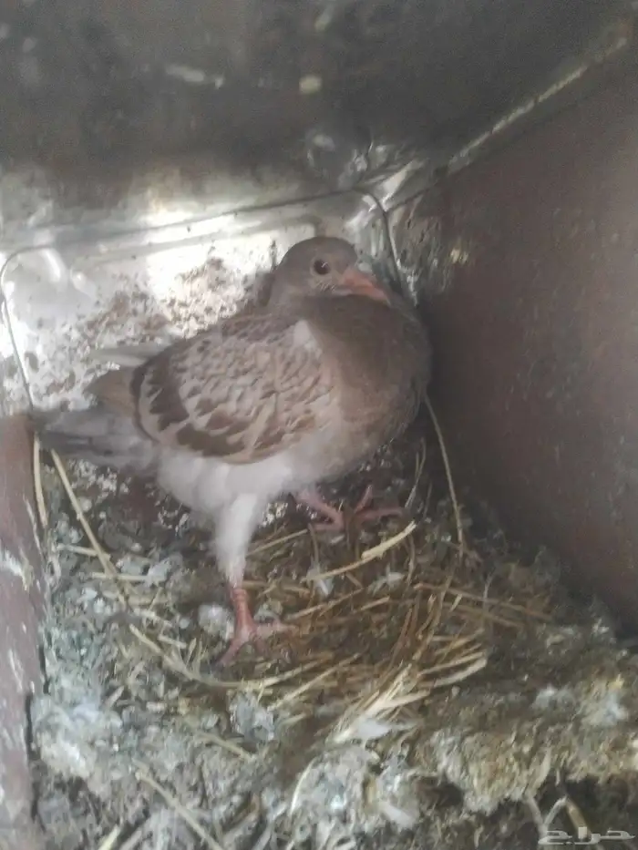 السلام عليكم ورحمة الله وبركاته مشالله تبارك الله زغالين فرن 6