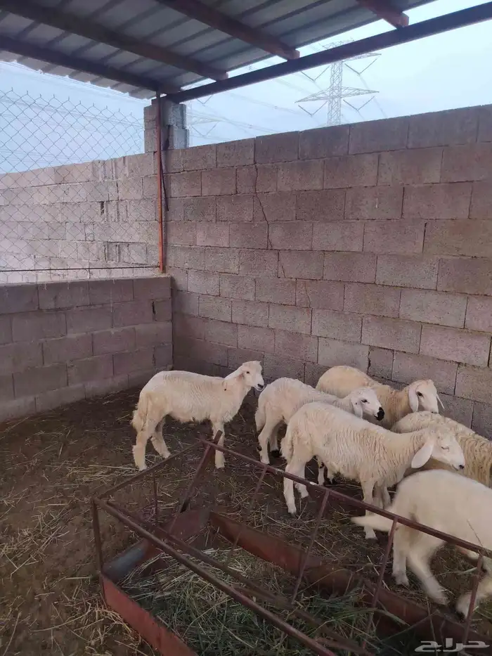 سته خرفان حري 2