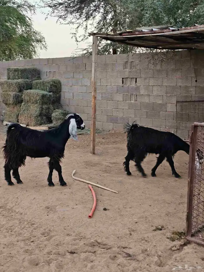 جفرات جذعات 10 شهورر 3