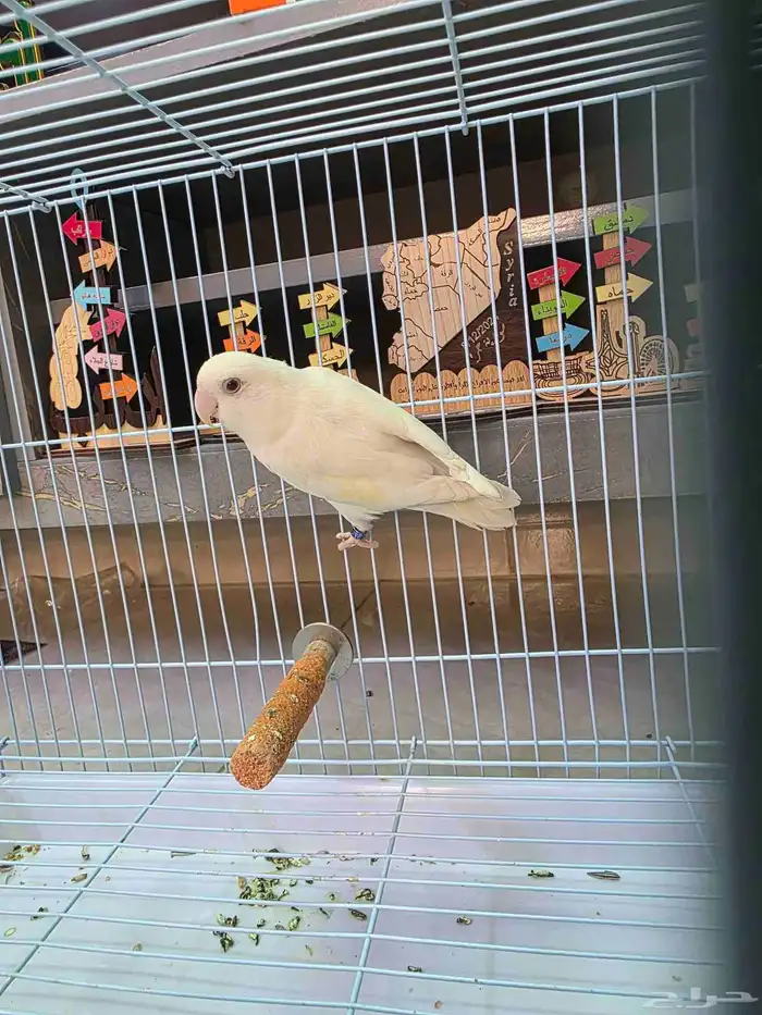 روز للبيع الواحد ب150 نص اليف 3