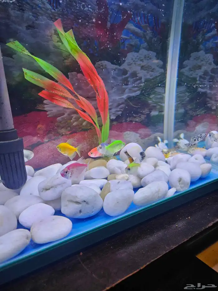 حوض سمك بديكوراته 2