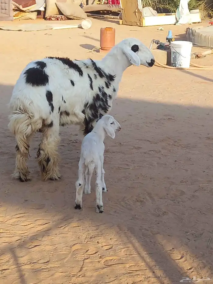 رخل هجين ولد 0