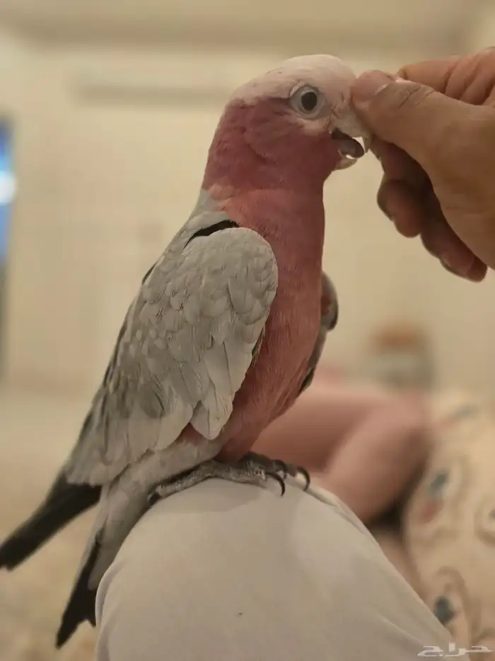 ببغاء كوكاتو قالا 1