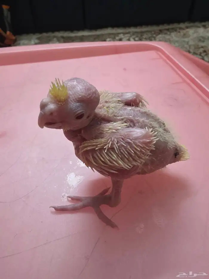 فرخ كروان لاتينو 0