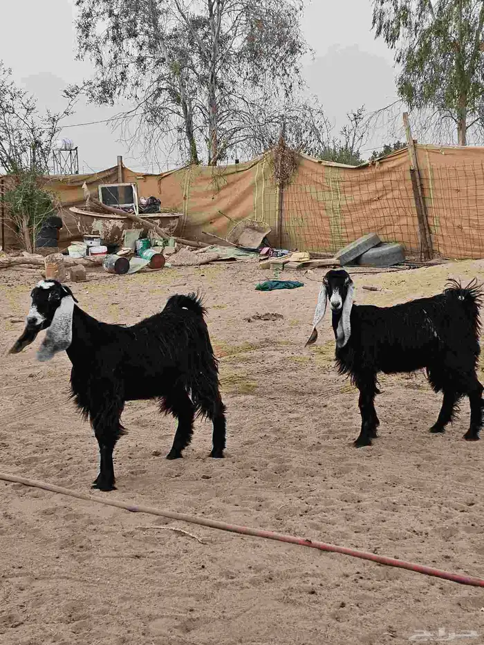 جفرات جذعات 10 شهورر 4