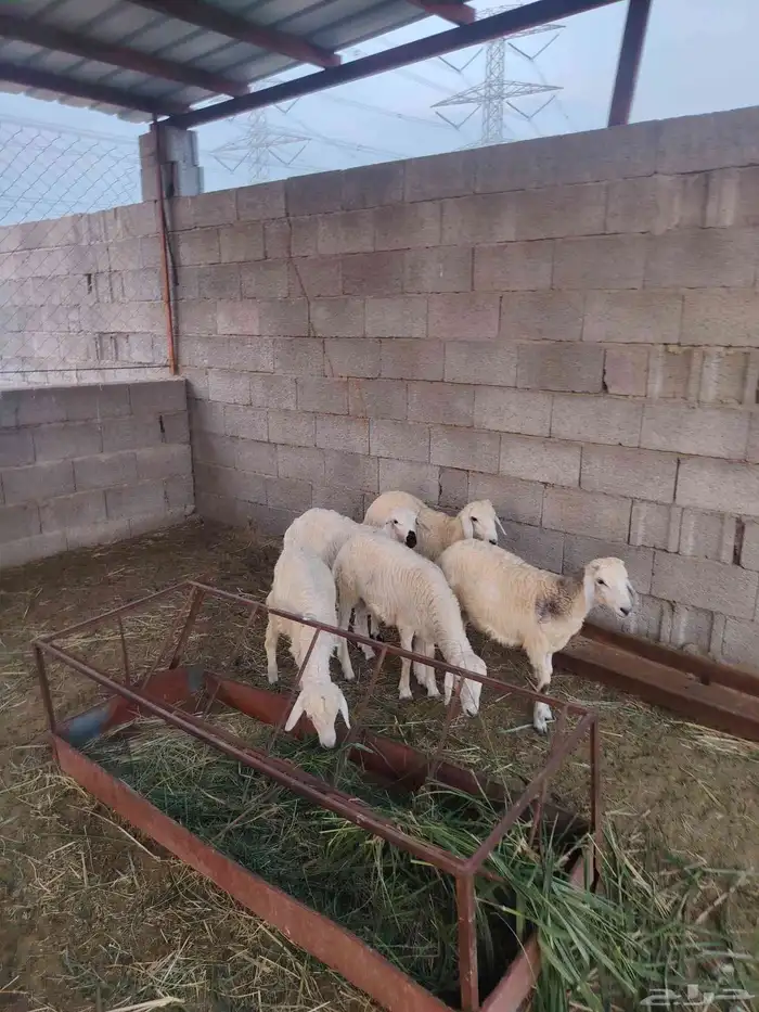 سته خرفان حري 5