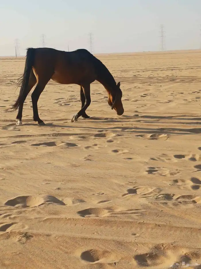 حصان شعبي طوع مع البل وهادي 0