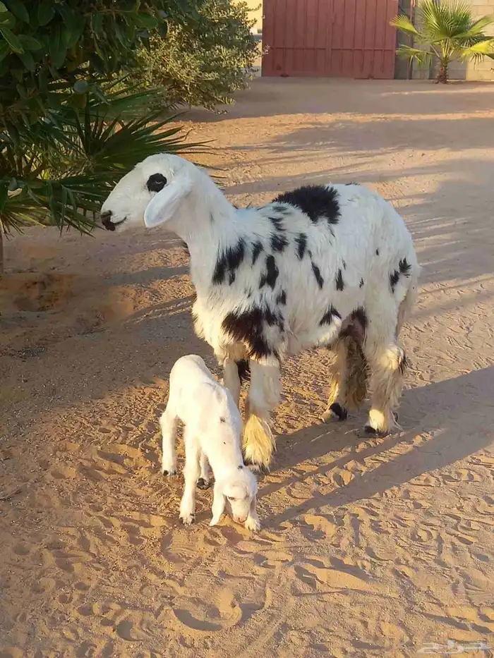 رخل هجين ولد 1