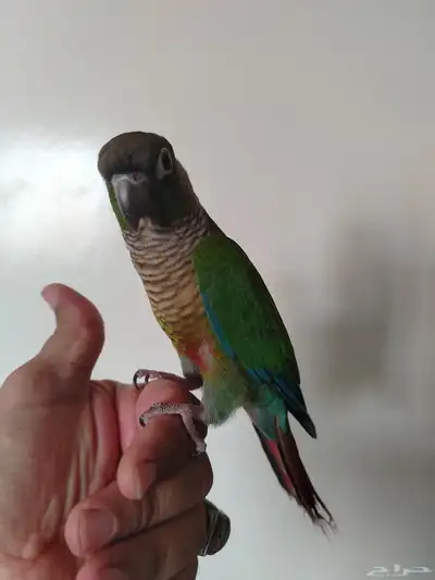 كنيور أليف index