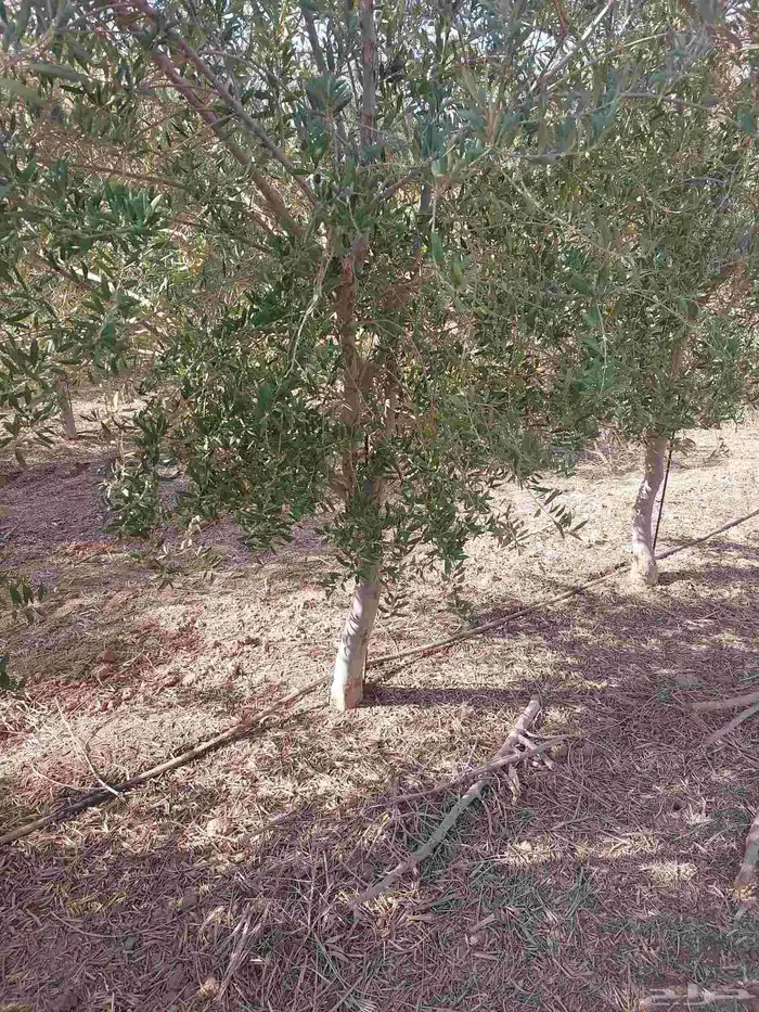 البيع شجار زيتون 3