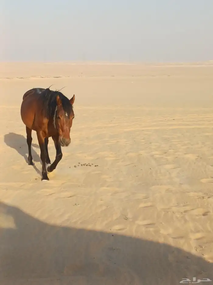 حصان شعبي طوع مع البل وهادي 1
