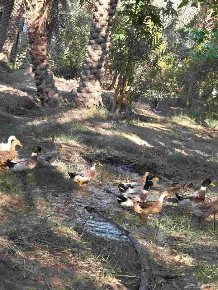 بط كبير للبيع . الموقع السحيميه قرب قرية الشعبه الحبه ب 50 9