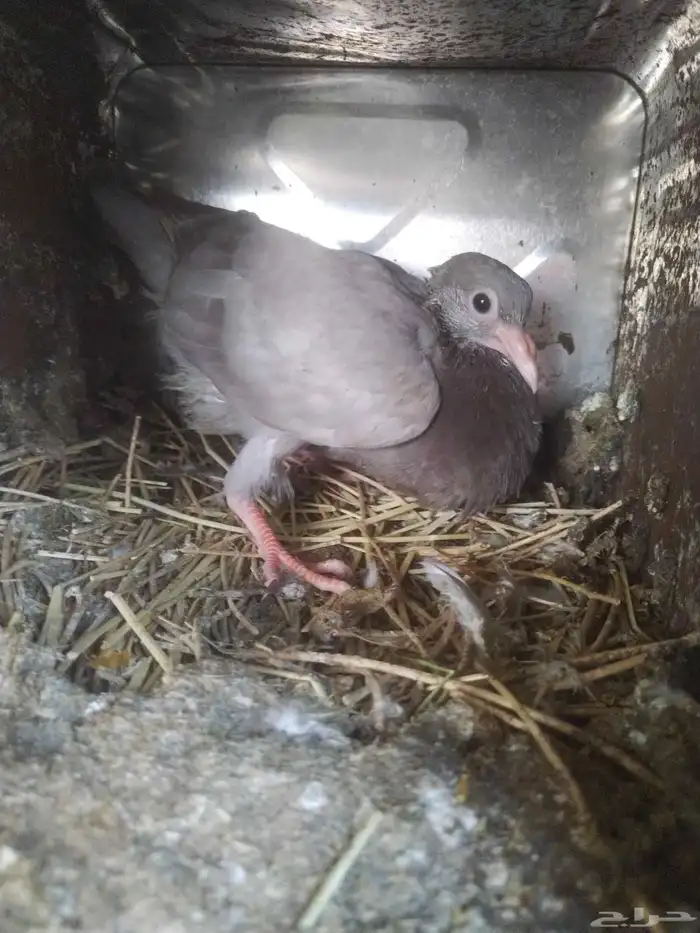 السلام عليكم ورحمة الله وبركاته مشالله تبارك الله زغالين فرن 1