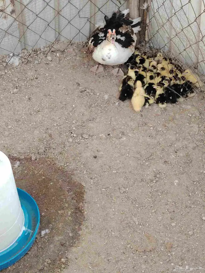 صوص بط مكسوفي تفريخ طبيعي 2