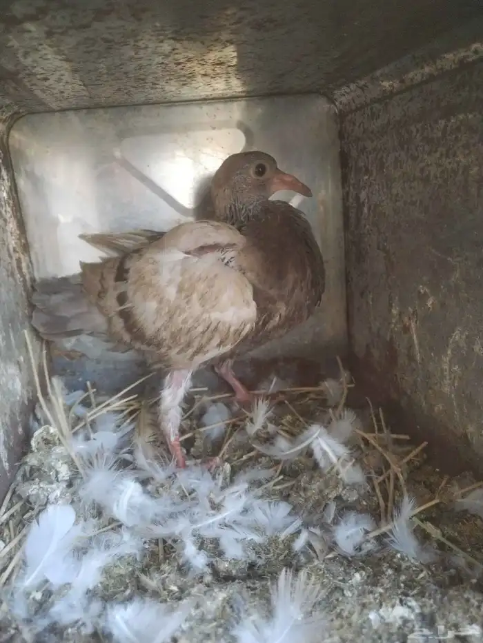 السلام عليكم ورحمة الله وبركاته مشالله تبارك الله زغالين فرن 0