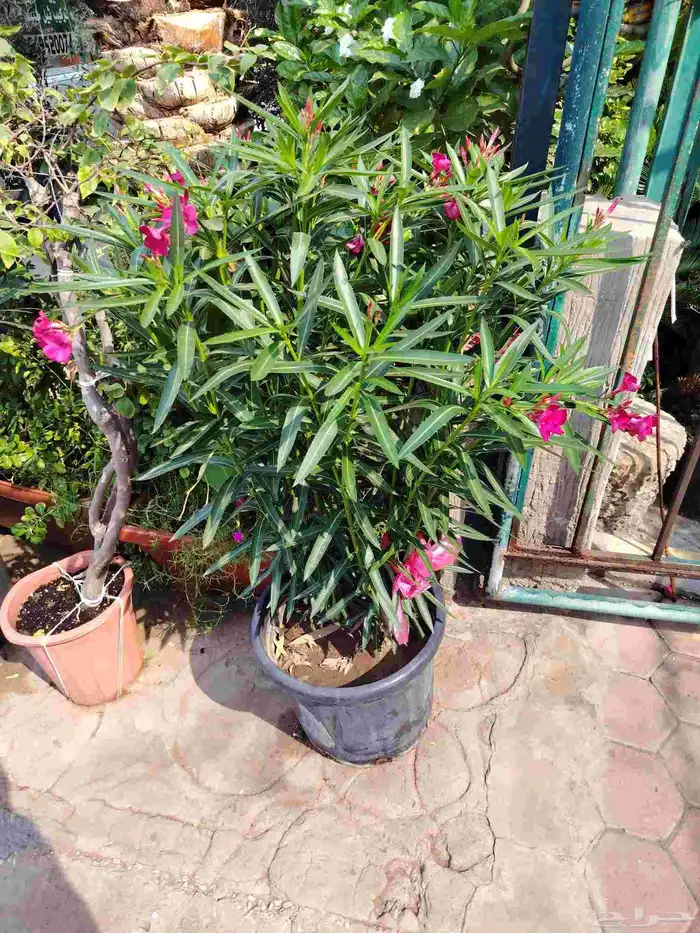 مشتل الحياه الطبعيه نبتات دخلي وخرجي 0