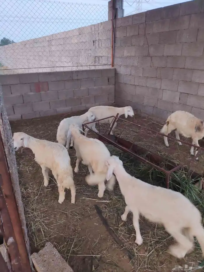 سته خرفان حري 0