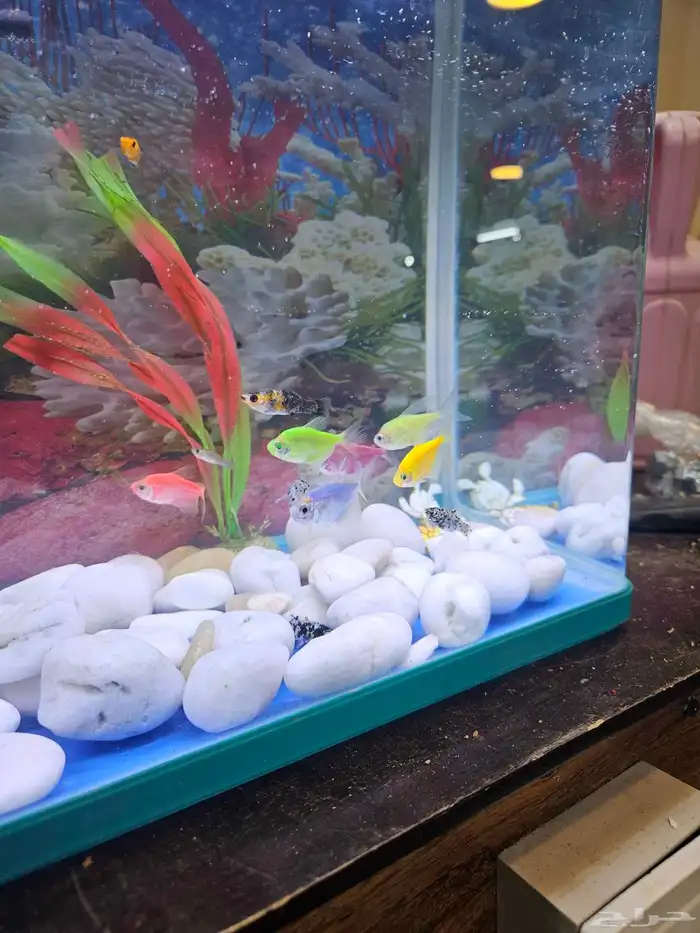 حوض سمك بديكوراته 6