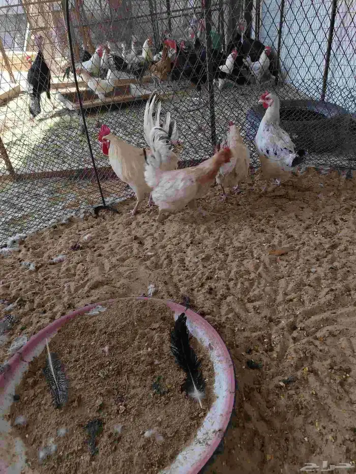 دجاج بلدي بياض 5