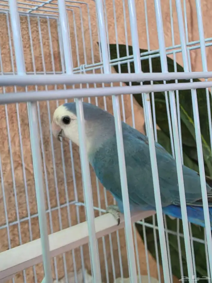 روز للبيع الواحد ب150 نص اليف 1