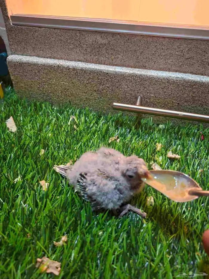 فرخ براكيت 3