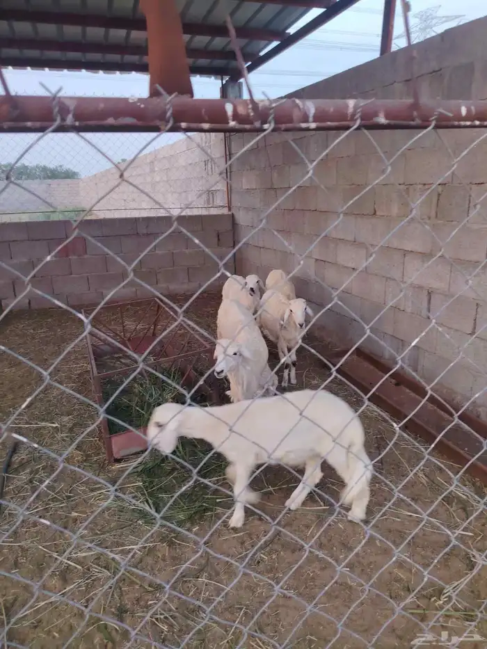 سته خرفان حري 4