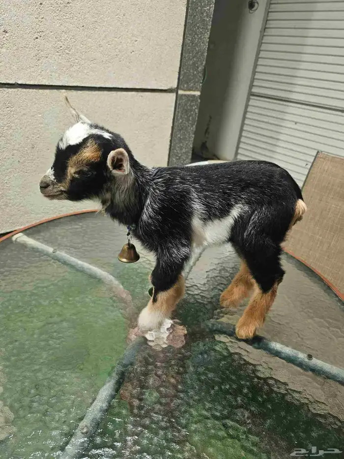 ماعز قزم ذكر تبوك على السوم العمر شهرين 1