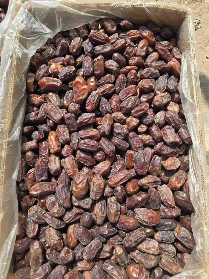 100 كرتون تمر خضري للبيع 2