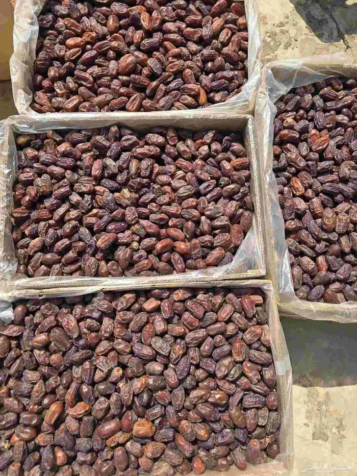 100 كرتون تمر خضري للبيع 6