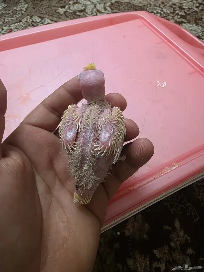 فرخ كروان لاتينو 2