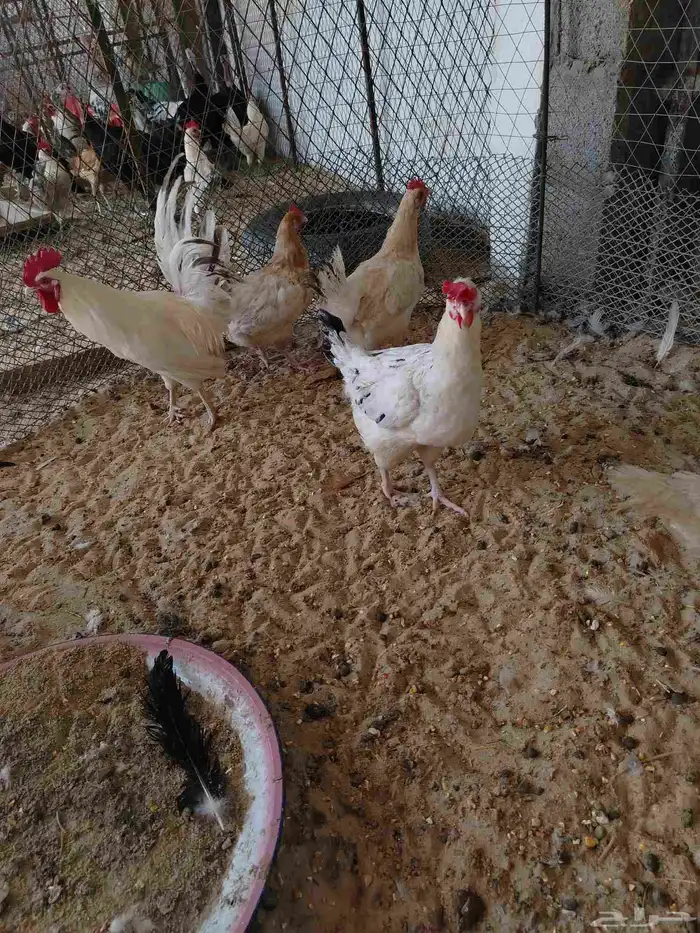 دجاج بلدي بياض 1