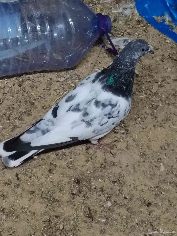 للبيع حمام شماعي باكستاني _ لاحم _ زاجل _ لونق 2