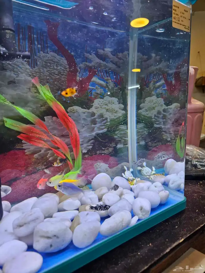 حوض سمك بديكوراته 5
