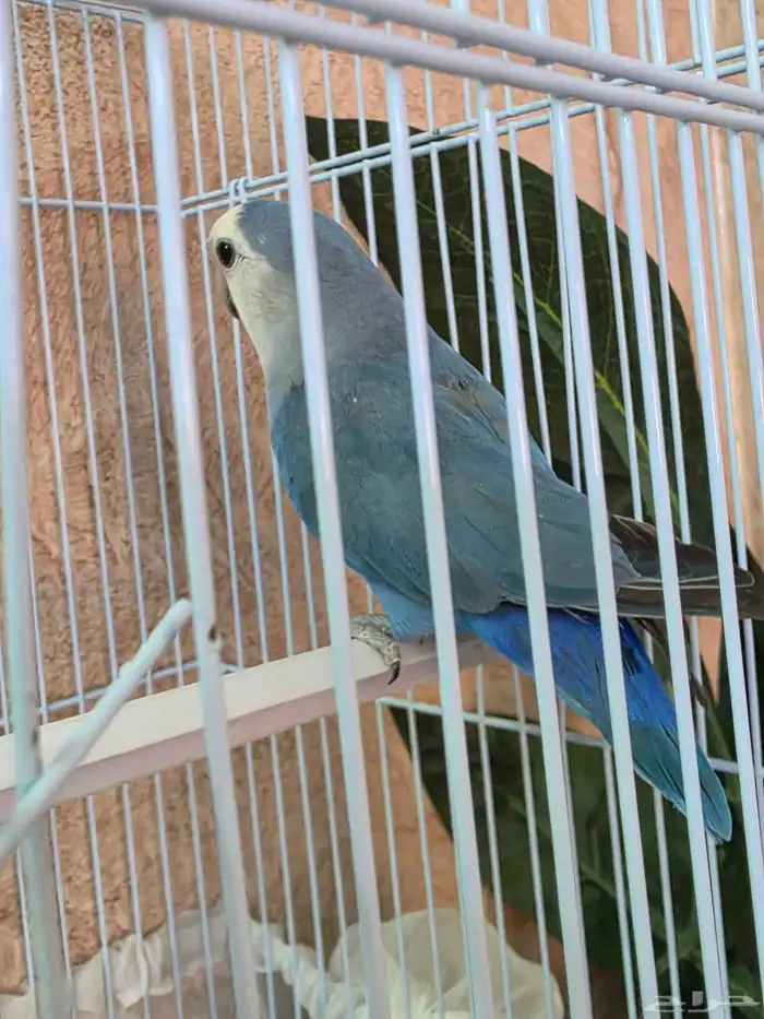 روز للبيع الواحد ب150 نص اليف 0