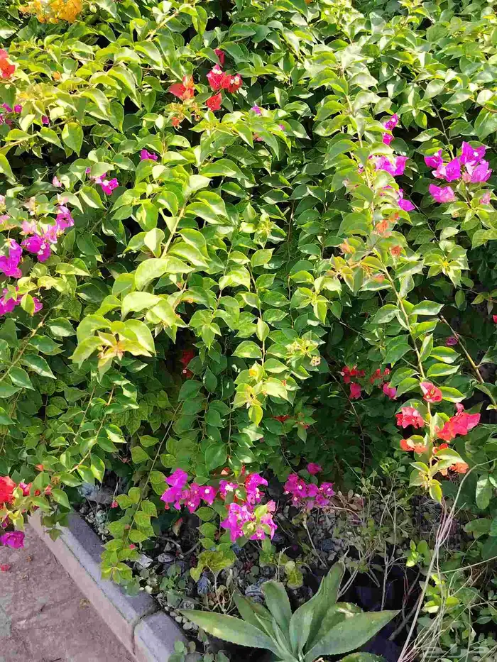 مشتل الحياه الطبعيه نبتات دخلي وخرجي 8