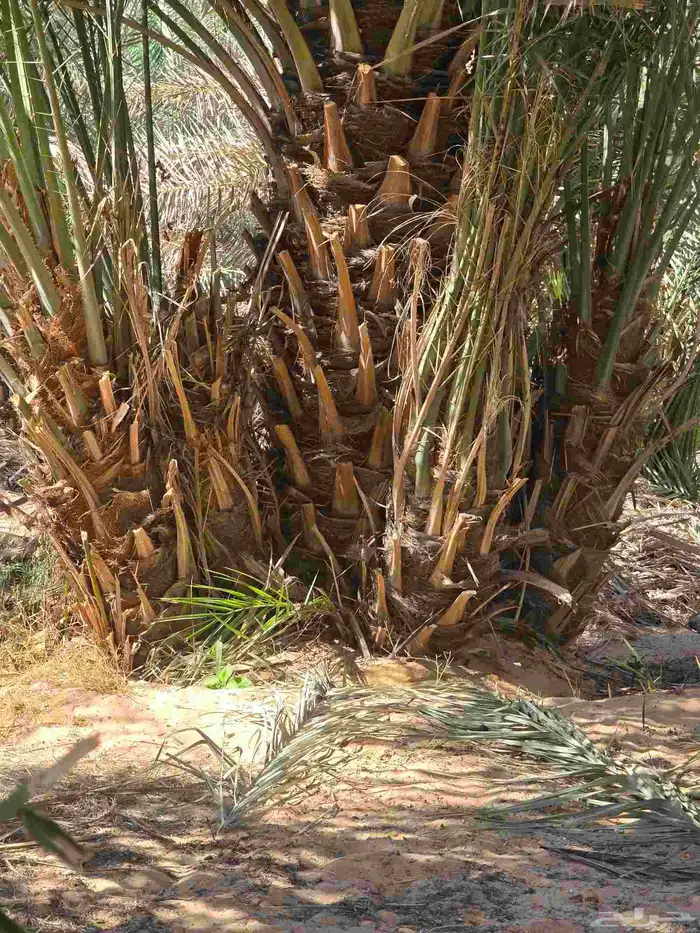 متوفر جميع انواع النخيل 2