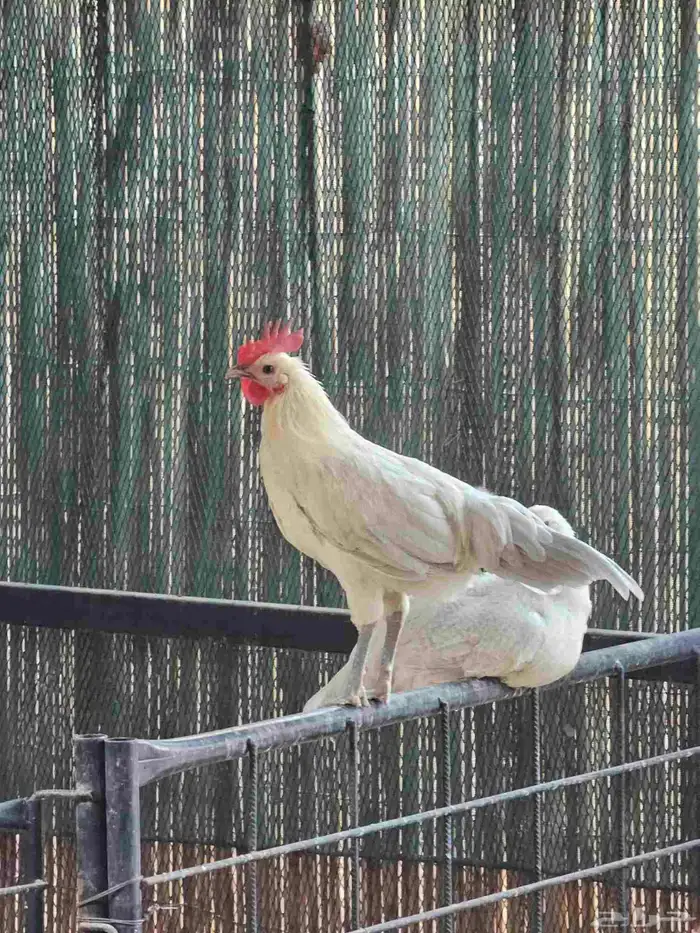 للبيع ديكه فيومي 3