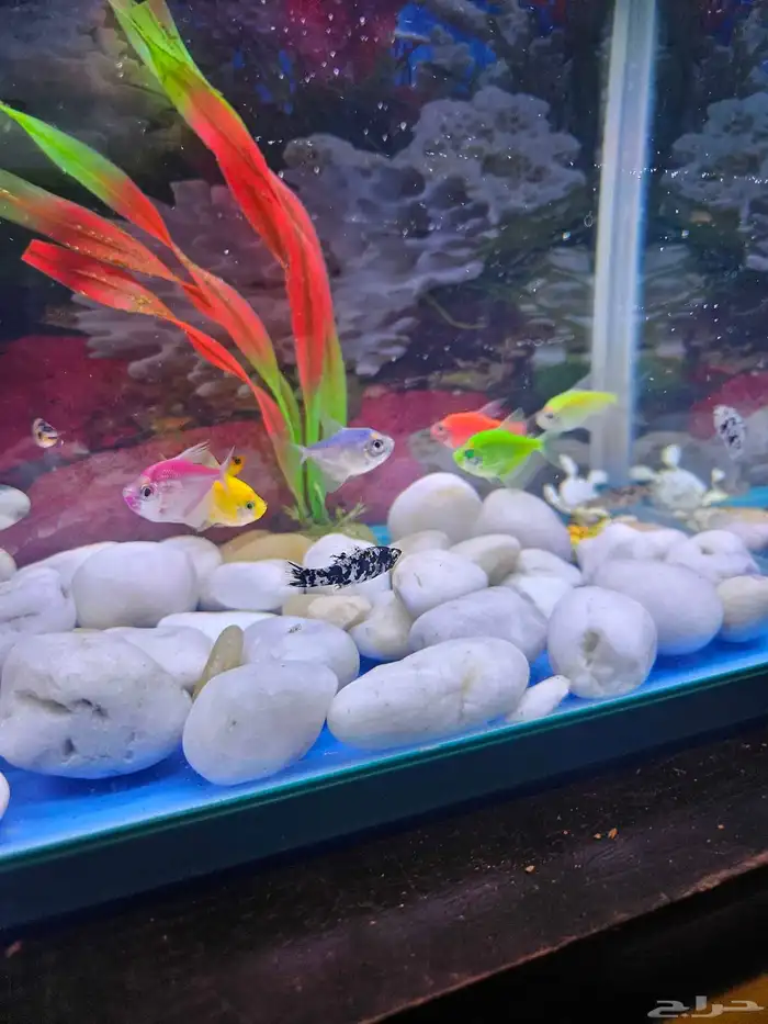 حوض سمك بديكوراته 3