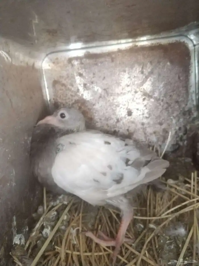 السلام عليكم ورحمة الله وبركاته مشالله تبارك الله زغالين فرن 7