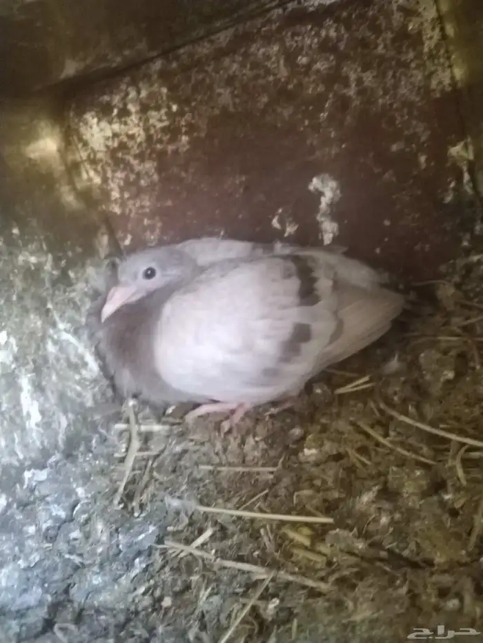 السلام عليكم ورحمة الله وبركاته مشالله تبارك الله زغالين فرن 8